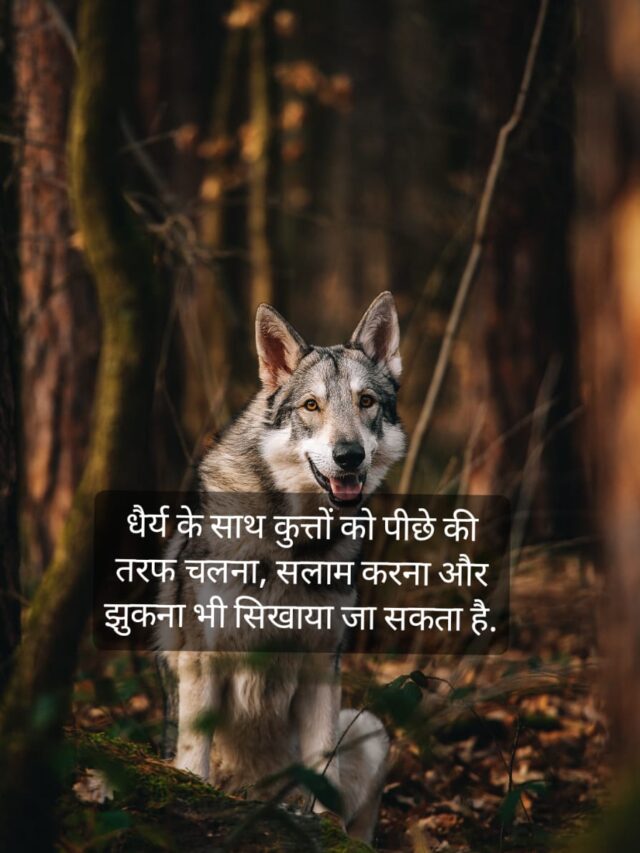 Dog Facts in Hindi